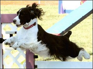 Bloomie, an English Springer spaniel owned by Laurie Green of Sylvania Township, competes today in the prestigious Westminster Dog Show with others in her breed. 