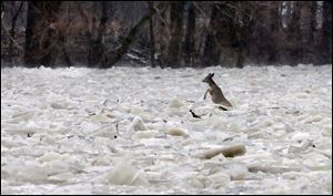 A white-tail deer struggles to escape the ice in the fast-flowing Maumee River at Grand Rapids, Ohio. The rising river there, as in other places in the region, has residents on flood watch.
