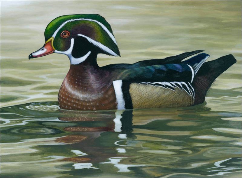 Toledo teen's artistry seals win in duck stamp contest Toledo Blade