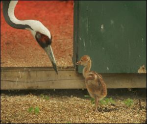 The Toledo Zoo's white-naped crane mother, Anita, watches her chick that hatched April 27. The baby's arrival was a first for the zoo. The species is considered vulnerable. 