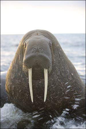 A walrus was filmed in Norway for 'Arctic SUmmer.'