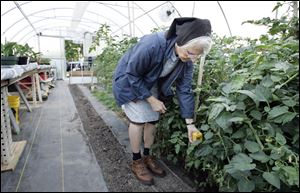 Sister Grace Ellen checks the soil temperature and moisture content in the greenhouse the Sisters of St. Francis built.
