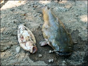 A decomposing 20-inch bass was too much for the 38-inch, 40-pound catfish rescued from the Maumee River at Waterville.