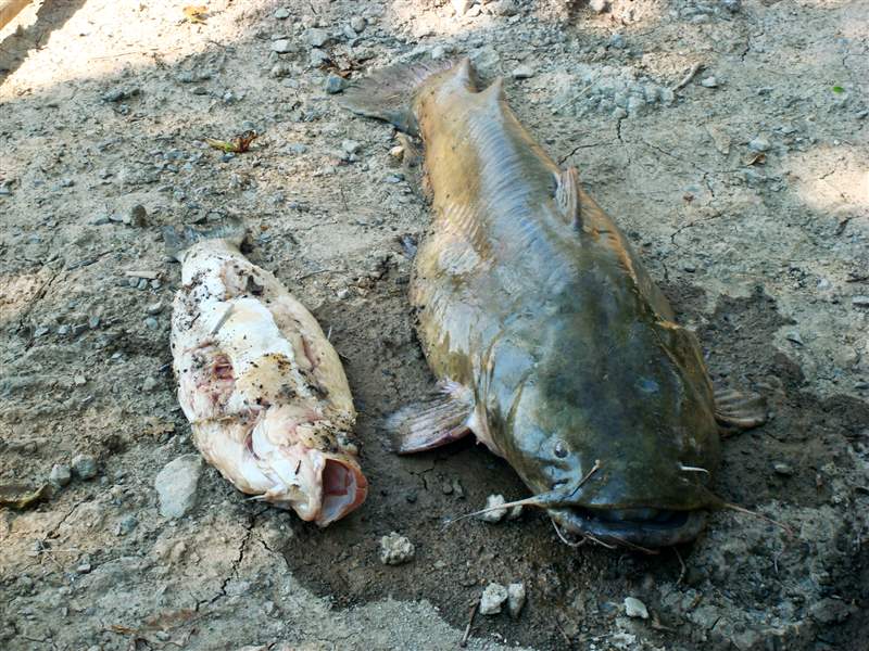 This catfish had eyes larger than its stomach The Blade