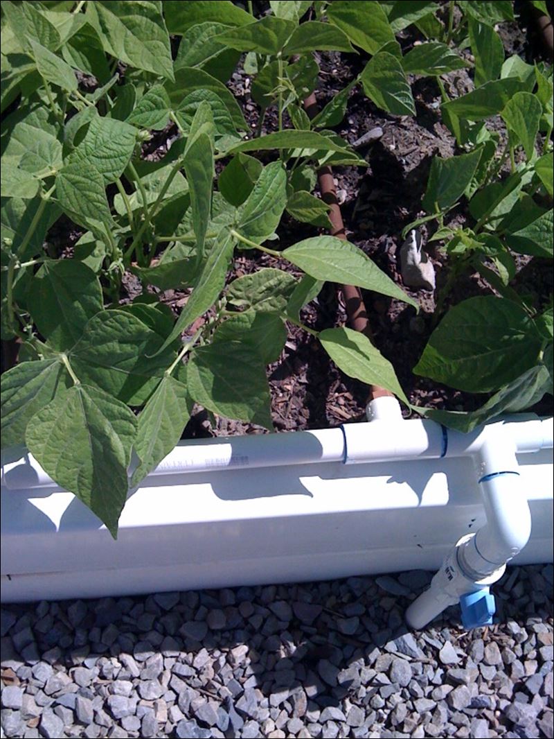 Build your own raised bed vegetables Toledo Blade