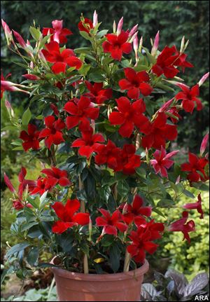 The saucer-sized blooms of Sun Parasol Crimson mandevilla add tropical zest to your garden.



