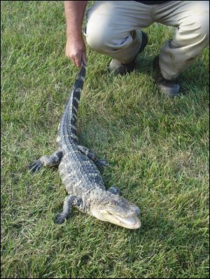The male American alligator is believed to have been someone s pet. Its age is uncertain because those raised in captivity are smaller than those in the wild. 