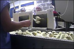 In this undated image made from video and provided Tuesday, Sept. 1, 2009 by Mercy for Animals, male chicks are separated from females at Hy-Line North America's hatchery in Spencer, Iowa. An animal rights group is calling on the nation's largest grocery story chains to post warnings on egg cartons that unwanted male chicks are ground up alive, after videotaping the common industry practice at an Iowa egg hatchery.