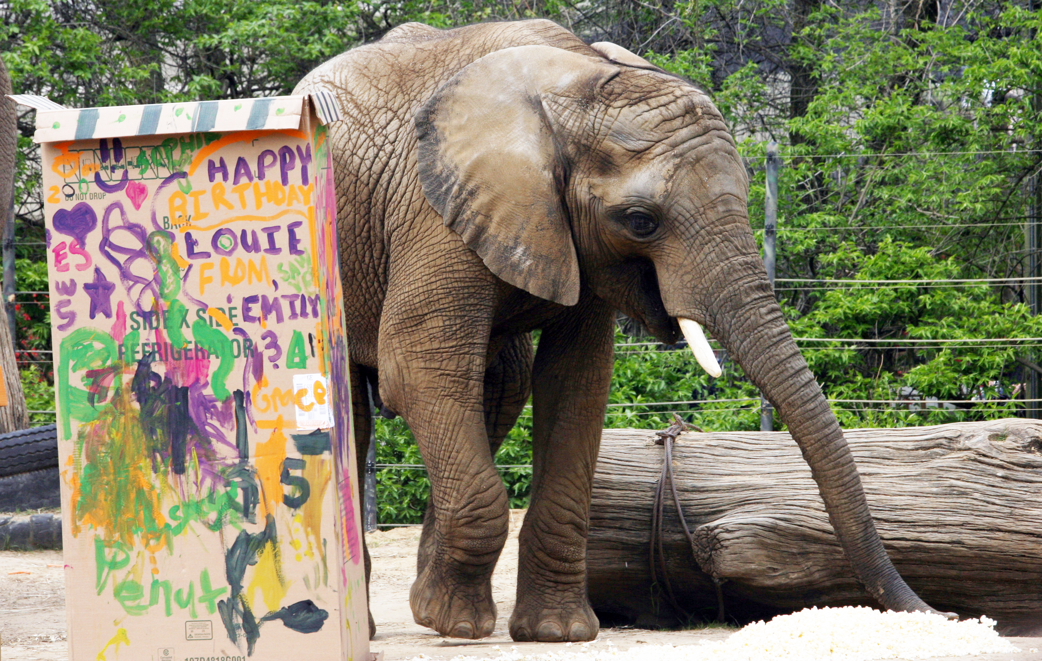 Toledo Zoo s Star Elephant Gets New Digs The Blade Toledo Zoo s Star Elephant Gets New Digs The Blade