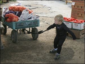 ROV veggies   09/14/2009    Blade Photo/Lori King  Spiderman Brayden Eby, 4, tries to pull a cart full of veggies while visiting his grandma, market worker Marci Hubbell, at the 795 Market in Perrysburg Township, OH.