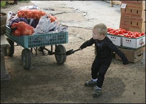 ROV veggies   09/14/2009    Blade Photo/Lori King  Spiderman Brayden Eby, 4, tries to pull a cart full of veggies while visiting his grandma, market worker Marci Hubbell, at the 795 Market in Perrysburg Township, OH.