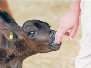 One of a dozen calves at the Schlatter farm.