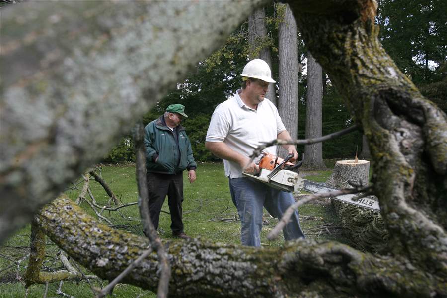 Cleaning-up-after-the-Emerald-ash-borer