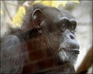 Fifi is shown at the Toledo Zoo in this 2003 file photo. Toledo Zoo officials announced Sunday that the 49-year-old chimpanzee has died.
<br>
<img src=http://www.toledoblade.com/graphics/icons/photo.gif> <font color=red><b>VIEW</b></font>: <a href=