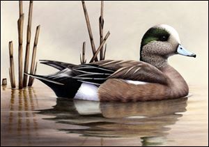 Robert Bealle from Waldorf, Md., created this portrait of a drake, or male, American wigeon. He won first place out of 224 entries.
