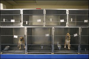 Plenty of cages were vacant yesterday during a tour of the Lucas County dog shelter, which is on South Erie Street. Officials said overcrowding at the shelter tends to be a seasonal problem. 