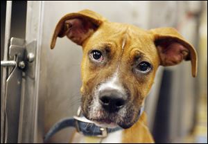A boxer-mix pup waits outside its kennel while it is cleaned at the dog warden's office.