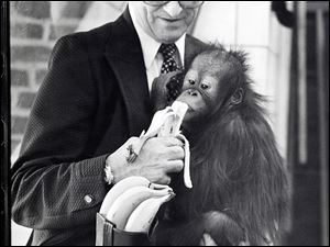 Phil Skeldon, Tom Skeldon's father, led the Toledo
Zoo from 1953 to 1980. He's shown here in 1979 with his pet orangutan ‘Ping Pong.'