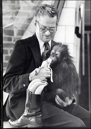 Phil Skeldon, Tom Skeldon's father, led the Toledo
Zoo from 1953 to 1980. He's shown here in 1979 with his pet orangutan ‘Ping Pong.'
