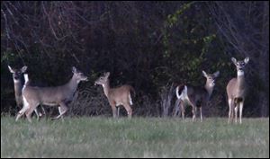 Deer congregate at Dorr Street and Richards Road near Ottawa Hills. 