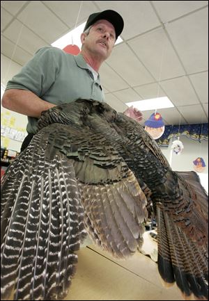 CTY feathers24p 11/20/09 The Blade/Dave Zapotosky Caption:  Gil Kollarik shows a wild turky pelt to kindergarten students at Starr Elementary School in Oregon, Ohio,  Monday, November 23, 2009.  Mr. Kollarik is a maintenance man for the Oregon schools and a long-time certified hunter education instructor. He annually does a program on wild turkeys and other wild animals for students prior to Thanksgiving.