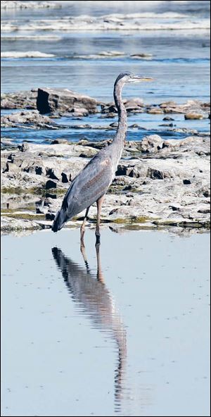 A great blue heron poses statuelike at Jerome Road rapids.