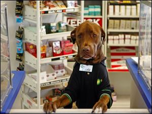 Wearing a uniform and name tag, Cody, a chocolate Labradaor retriever, greets people who pull up to the drive-through window of the family-owned gas station-convenience store in Clearwater, Fla. on Tuesday, Nov. 24, 2009. Store owner Karim Mansour said he started bringing Cody to work five months ago for company on the early morning shift. The dog quickly became a celebrity among store regulars. Mansour said Cody helps customers by calming those who come in sad or angry. 
