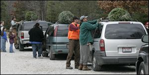 About 700 families visited the Whitehouse Christmas Tree Farm last weekend, the same as a year ago. 