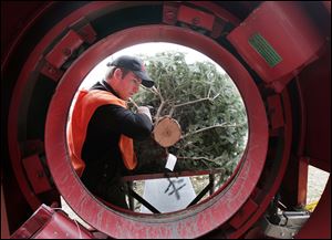 Josh Ward inserts a tree into the bailing machine at the Whitehouse farm. The biggest demand is for Douglas and Fraser firs.