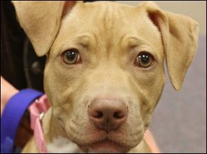 Ariel is a 5- month-old American Staffordshire bull terrier that is taking part in the sessions in which volunteers learn how to teach owners of ‘pit-bull'-type dogs how to handle them.