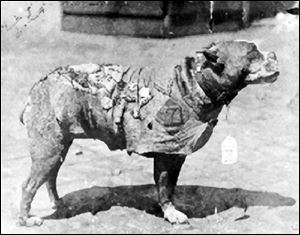 Sergeant Stubby, a 'pit bull' terrier, was the most decorated dog of World War I. His accomplishments included alerting soldiers in Europe to mustard-gas attacks and locating wounded men.