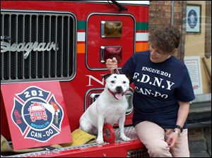 Staffordshire terrier advocate Ann Lettis shows 'Can Do,' named for the motto of Brooklyn Engine Co. 201, which lost a lieutenant Sept. 11, 2001. His sister owns the dog with Ms. Lettis. 