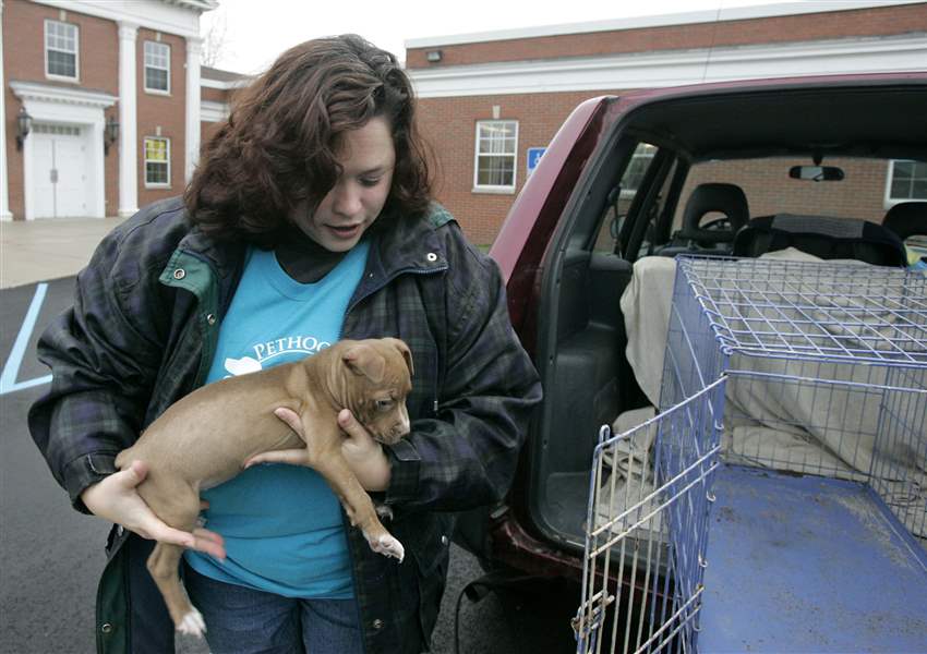 8216-Pit-bull-pup-freed-from-Lucas-County-Pound