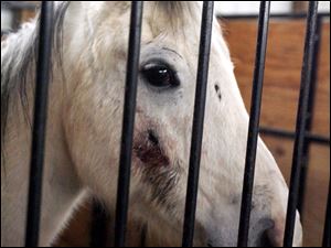 Some of the seized horses had open sores, and several showed signs of apparent malnutrition.