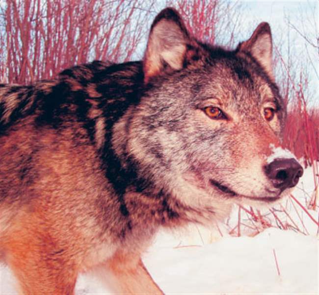 Toledo Magazine Michigan's Upper Peninsula Wolves The Blade