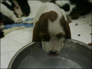 One of the basset hound pups taken from the Rice Township house laps up water at the animal shelter. Officials said the dogs seemed to have been fed but had no water in their bowls.