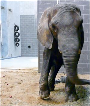 At between 5,500 and 5,600 pounds, Twiggy is considered thin. She is in quarantine at the Toledo Zoo before she can meet the zoo's two elephants, Louie and Renee. 