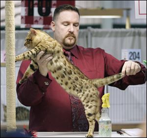 Judge Harley DeVilbiss knows what he's looking for as he inspects a 1-year-old spotted tabby Bengal during the annual My Stormy Valentine Cat Show at the Lucas County Recreation Center.