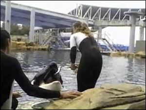 In this photo from a video made the day she died, trainer Dawn Brancheau is seen with Tilikum, the killer whale that pulled her underwater by her ponytail and battered her, killing the 40-year-old. The accident occurred Wednesday at SeaWorld Orlando.