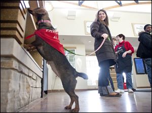Andrea Ketter of Chicago watches her newly adopted dachshund explore the lobby of PAWS Chicago.