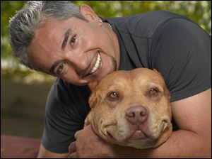 Cesar Millan referred to Daddy as his right-hand man and mentor in helping rehabilitate problem dogs. The 'pit bull' appeared with Mr. Millan in more than 50 episodes of 'The Dog Whisperer.'
