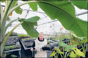 Mona Macksey, of Holland, moves a tray of pilea from a warm area to make room for new seedlings in Toledo Botanical Garden's greenhouse.
Pansies are in bloom.
Adam Stevenson, an intern from Owens Community College, plants red onion. Exotic plants winter-over in the Toledo Botanical Garden's greenhouse.
