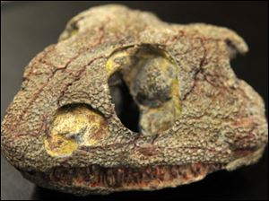 The fossil of a trematopid temnospondyl amphibian, a new genus and species of carnivorous amphibian, was found near the Pittsburgh airport.
