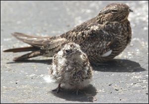 A young nighthawk with its mother pauses during its day spent on the grounds of St. Charles Church in South Toledo.