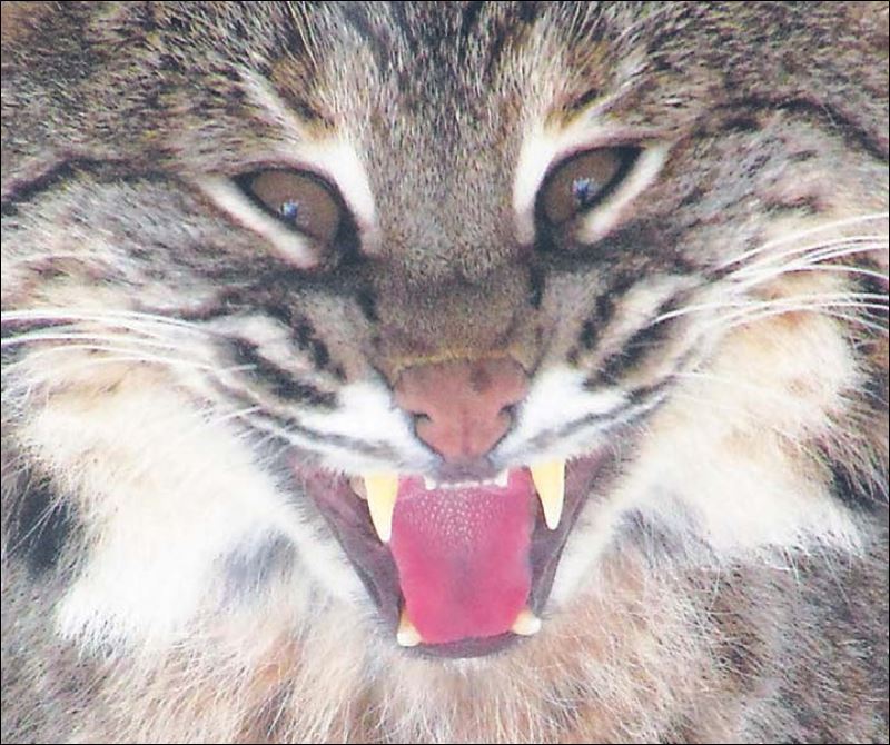 The Outdoors Page Ohio bobcat populations are quietly on the rise but