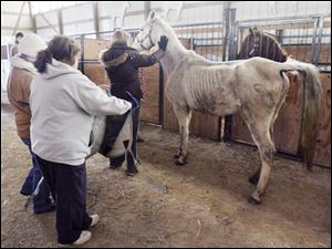 Volunteers tend to horses rescued from Robin Vess' stable in Ottawa County's Carroll Township in January.  