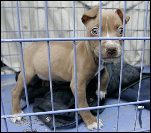 Lucas County has altered its stance on ‘pit bull' puppies,such as Liberty, by allowing their transfer to the humane society for adoption, but adult ‘pit bulls' cannot be adopted out — for now.