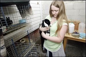 Bethany Cox, 12, holds one of 38 rabbits, which have proven to be a draw for Lewis House.