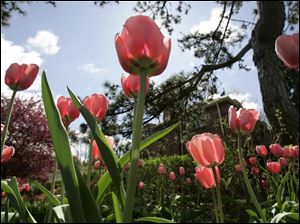 Slug:  CTY tulips19p                         Date 4/18/2010 Toledo Blade/Amy E. Voigt                     Location: Toledo, Ohio  CAPTION:  The sun glistens on over 500 salmon tulips that are in bloom in Ms. Millard Jones garden in Old Orchard in Toledo. Jones, who is in the beginning to middle stages of Alzheimer's, planted the flowers on her own for the delight of neighbors and passers bye.