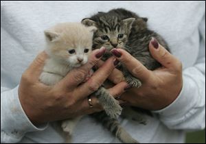 Kittens gathered from an abandoned house on Wright Street by Humane Ohio are among those in its spay and neuter effort in the 43609 ZIP Code of South Toledo this spring. The group has received grants.